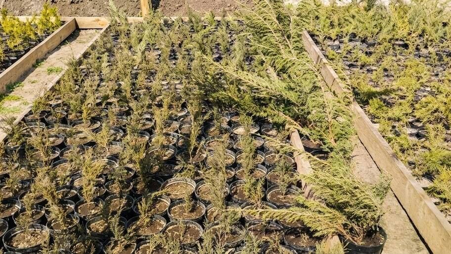 Скадовский лесхоз внедрил новую технологию выращивания саженцев