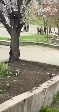 Енот из Херсона: Кривой Рог. Как же люди не хотят умирать за проклятый режим Зеленского, который не принес ничего в страну за время своего правления