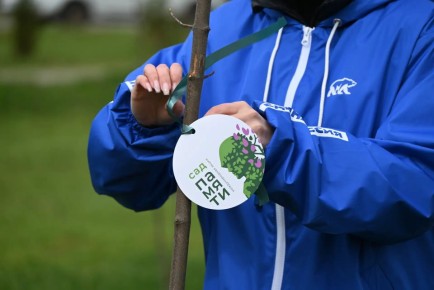 В Чаплинском округе высадили 50 ясеней в рамках акции «Сад Памяти»