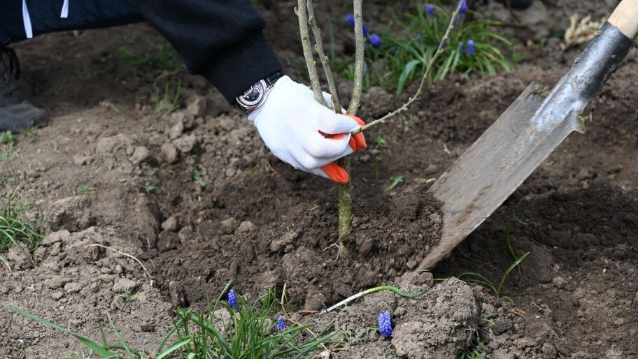 Гибискусы и ясени высадили в Чаплинском парке