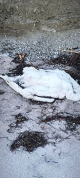 Нам пишут жители Геническа