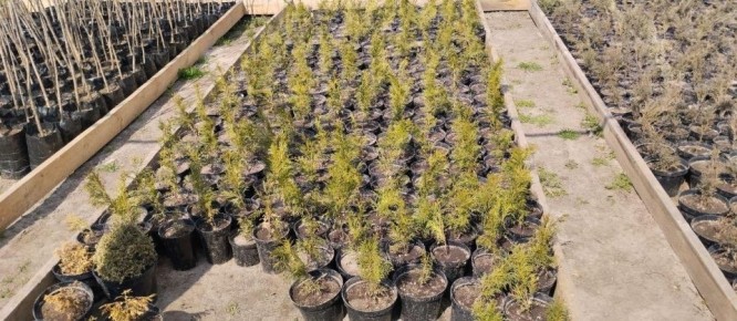 ���������� ������ �������� ����������� ���������� ����������� ��������