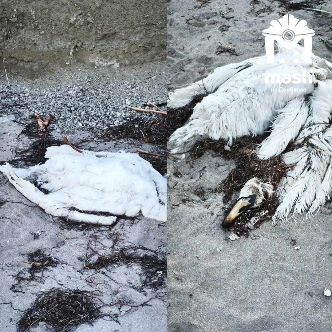 Десятки погибших лебедей нашли на пляже возле Геническа