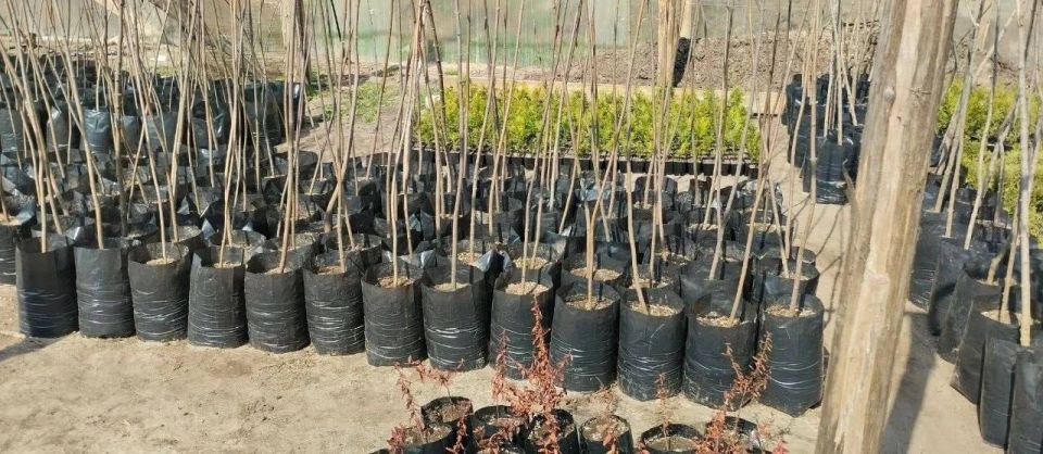 ���������� ������ ������� �� ����������� ���������� ����������� ��������