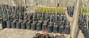 Скадовский лесхоз перешёл на современную технологию выращивания саженцев