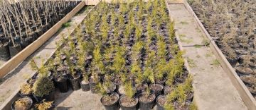 Скадовский лесхоз внедряет современные технологии выращивания саженцев