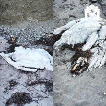 Десятки погибших лебедей нашли на пляже возле Геническа