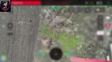 Минус свин-ползун с Запорожского направления