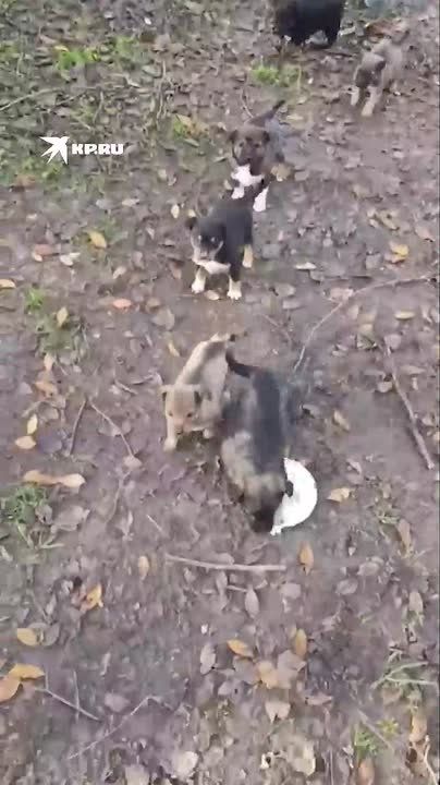 ����-��� � �� ���� � ����� ���� ������: ��������� ����� ������� ��������, ������� � ���������� ��������