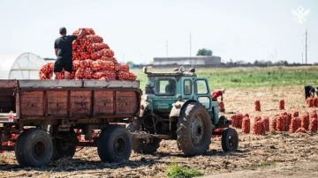 Более 572 тыс. гектаров озимых засеяно в регионе — результат выше планового