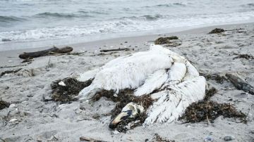 Ветеринары проводят проверку по факту гибели лебедей в Геническе