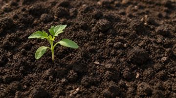 ������, �����������, �������������: �������� ����������, ��� ���������� ��� �����