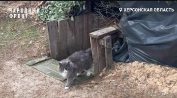 �������� ���������. �������� ����� ������������ � ������ ����������� ������-�������� ��������� �� ���������� �����������