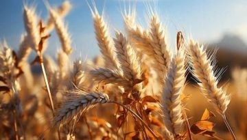 �������� ������: � ��������� ������ ������� ������������ �� �������� ��������� ���������