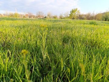 ������ ����, �����!. ������� � ���� ���������� ������������� ���� ������-�����