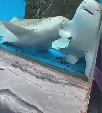 � ��������� ����������� ���������� ����� ���������� �������