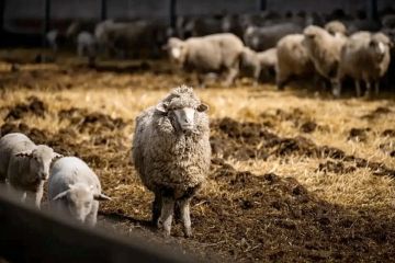 � ���������� ������� ������ ����������� ������ ������ � ����� ����� ����