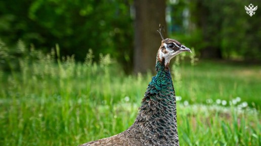 ���������� ���������� ��������-���� ��������� ������������� ����� 1 ���