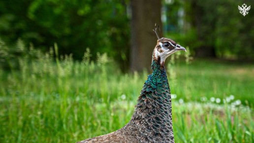 ���������� ���������� ��������-���� ��������� ������������� ����� 1 ���