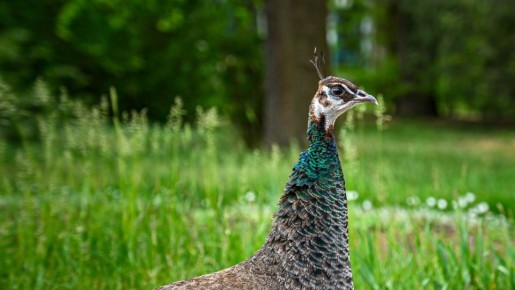 ���������� ���������� ��������-���� ��������� ������������� ����� 1 ���