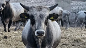 �������� �������������� ��������-���� ��������� ����� ��������� �������������