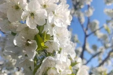����� ����� ����� ��� ������: ����� ������ ����� � ���������� ������� 5 ��� 2026 ����