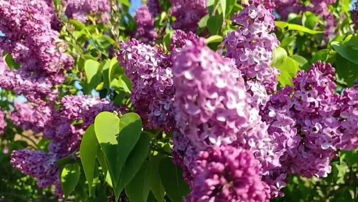 Доброе сиреневое утро!. Сирень, сирень…
