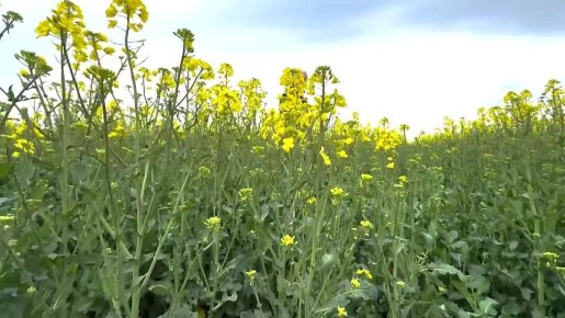 � ���������� ������� ������� ������ 12 ����� �� ������, ��� ���������� 99% �� �����, ������� �������� ������