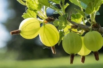 Удобрения для обильного урожая крыжовника