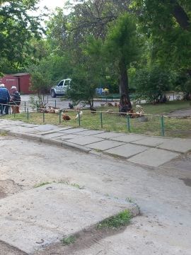 Цыпочки на прогулке в одном из дворов Херсона