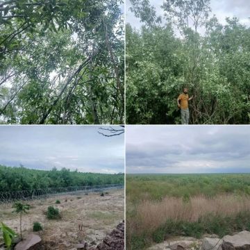 Сотни соловьев и насекомых поселились на дне бывшего Каховского водохранилища