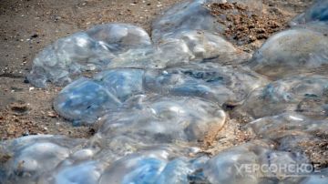 Ученые выделили из медуз Азовского моря коллаген, необходимый в борьбе со старением