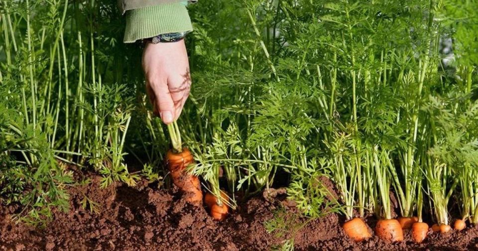 Уход за морковью с использованием марганцовки