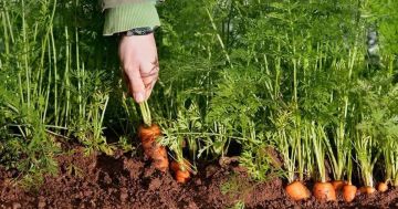 Уход за морковью с использованием марганцовки