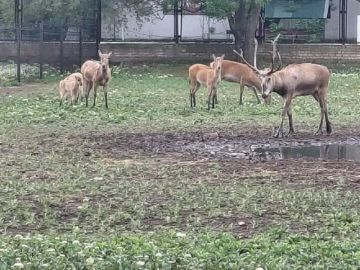 В биосферном заповеднике "Аскания-Нова" за два месяца родились здоровые оленята Давида — вид, исчезнувший в дикой природе