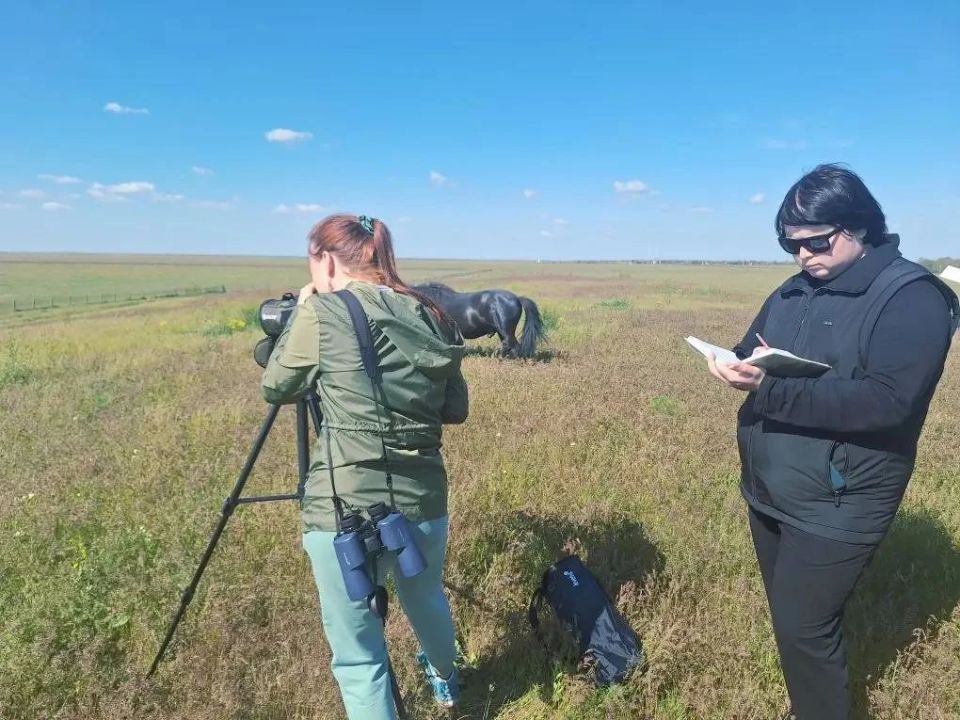 615 серых журавлей за день насчитали в биосферном заповеднике «Аскания-Нова»
