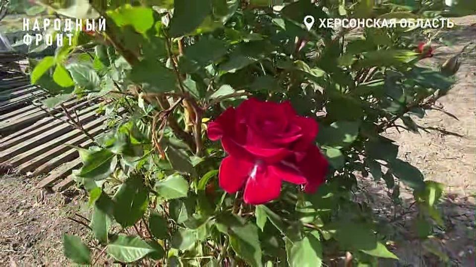 "Дети - это счастье!". В День защиты детей многодетная мама Херсонщины рассказала о важности семьи и поддержке государства