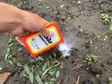 Сода на огороде. Содa — одно из эффективных средств в борьбе против мучнистой росы