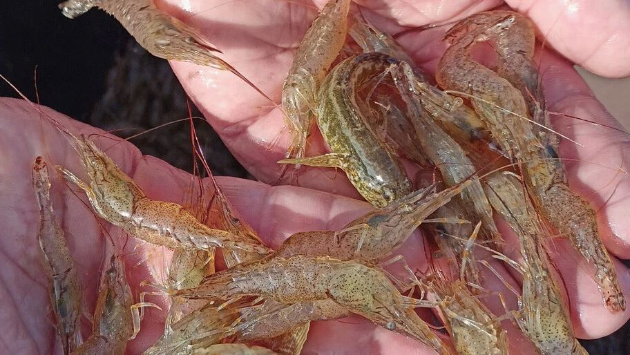 Эксперты: креветки из Азовского моря безопасны для употребления в пищу
