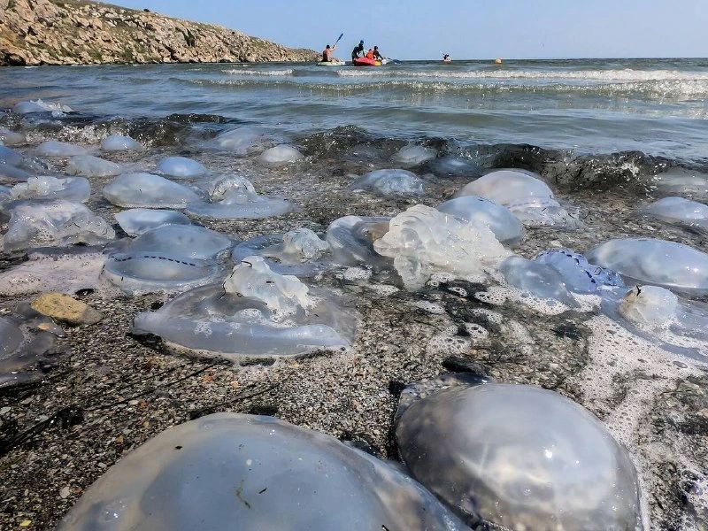 В Азовском море стартует научный проект по изучению и отлову медуз
