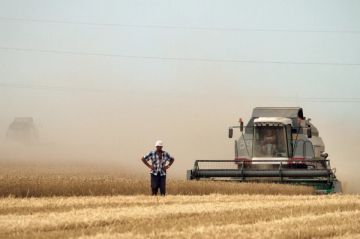 В Херсонской области в конце июня стартует уборка зерновых