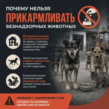 Постоянный прикорм — почему это опасно для дворов и площадок?