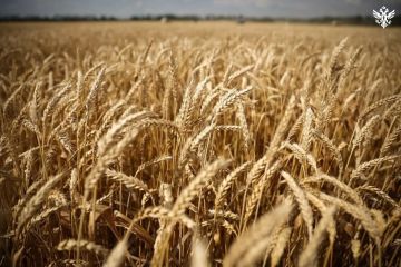 Аграрии Херсонской области приступили к уборке урожая