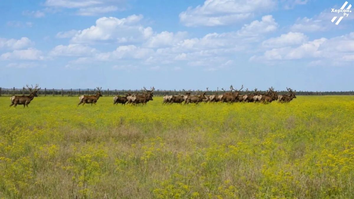 В Асканийской степи заметили холостяцкую группу из 38 оленей