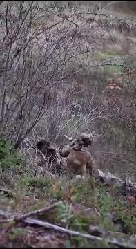 ����� � ������������� ��������