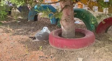 � ����������� ����� ����� ������ � ������� � ������ �������