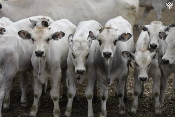 Херсонские аграрии завершают заготовку кормов для животноводства