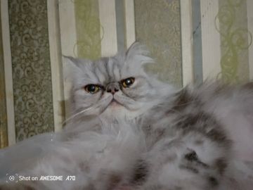 Первые и их любимцы. Друзья, наша рубрика продолжает находить отклик в ваших сердцах, и это здорово! Сегодня познакомим вас с аристократкой по имени Миледи — кошкой активистки Движения Первых Чаплинской школы № 1 Екатерины...