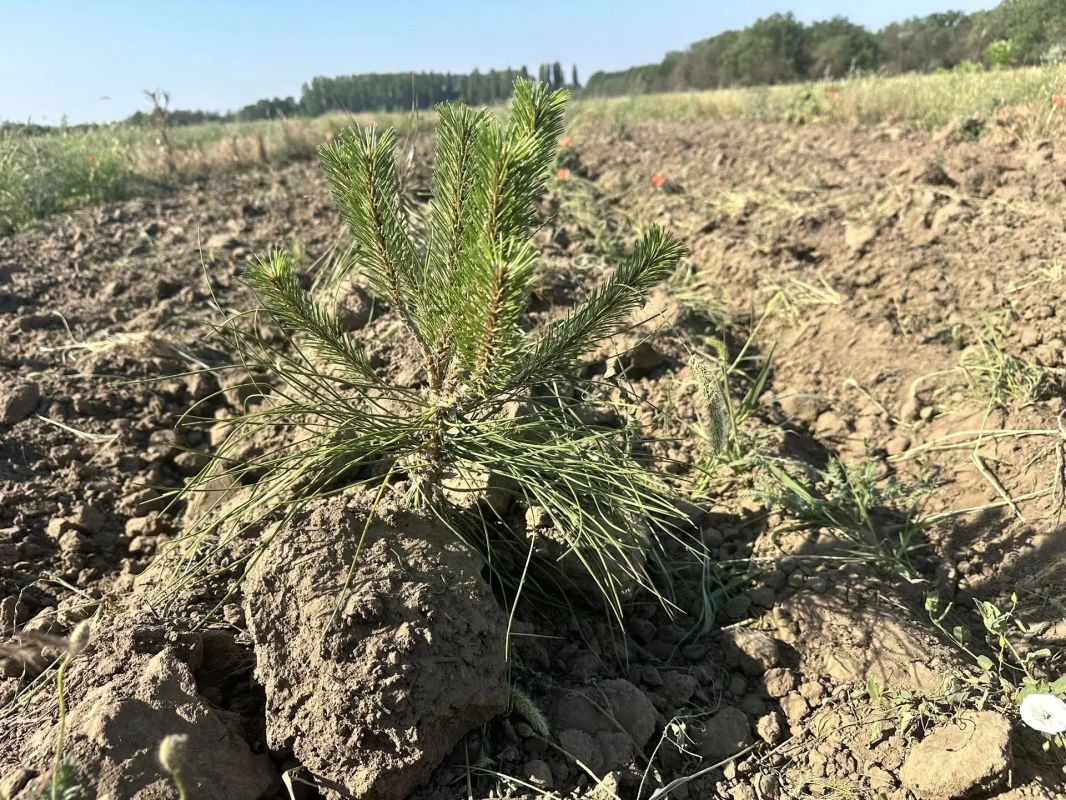 В Голопристанском лесхозе проводят агроуход сосен