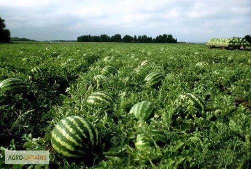 Доброе утро, Херсонщина!. Кто выращивал арбузы?